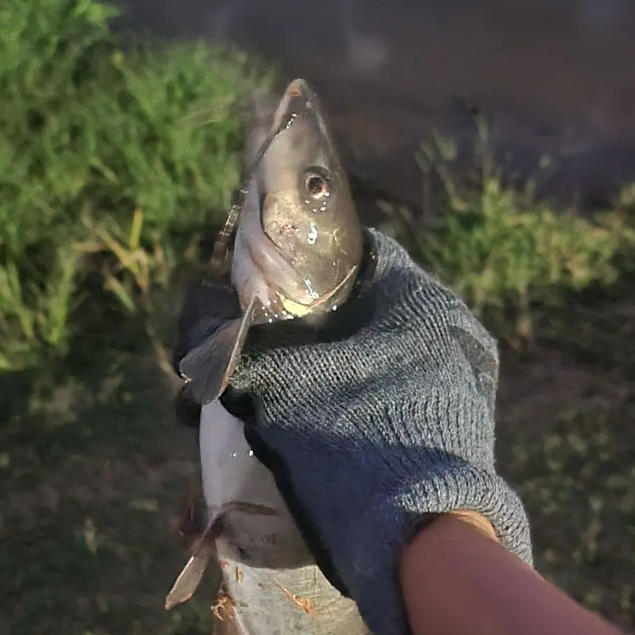 Channel catfish caught on Fishbrain