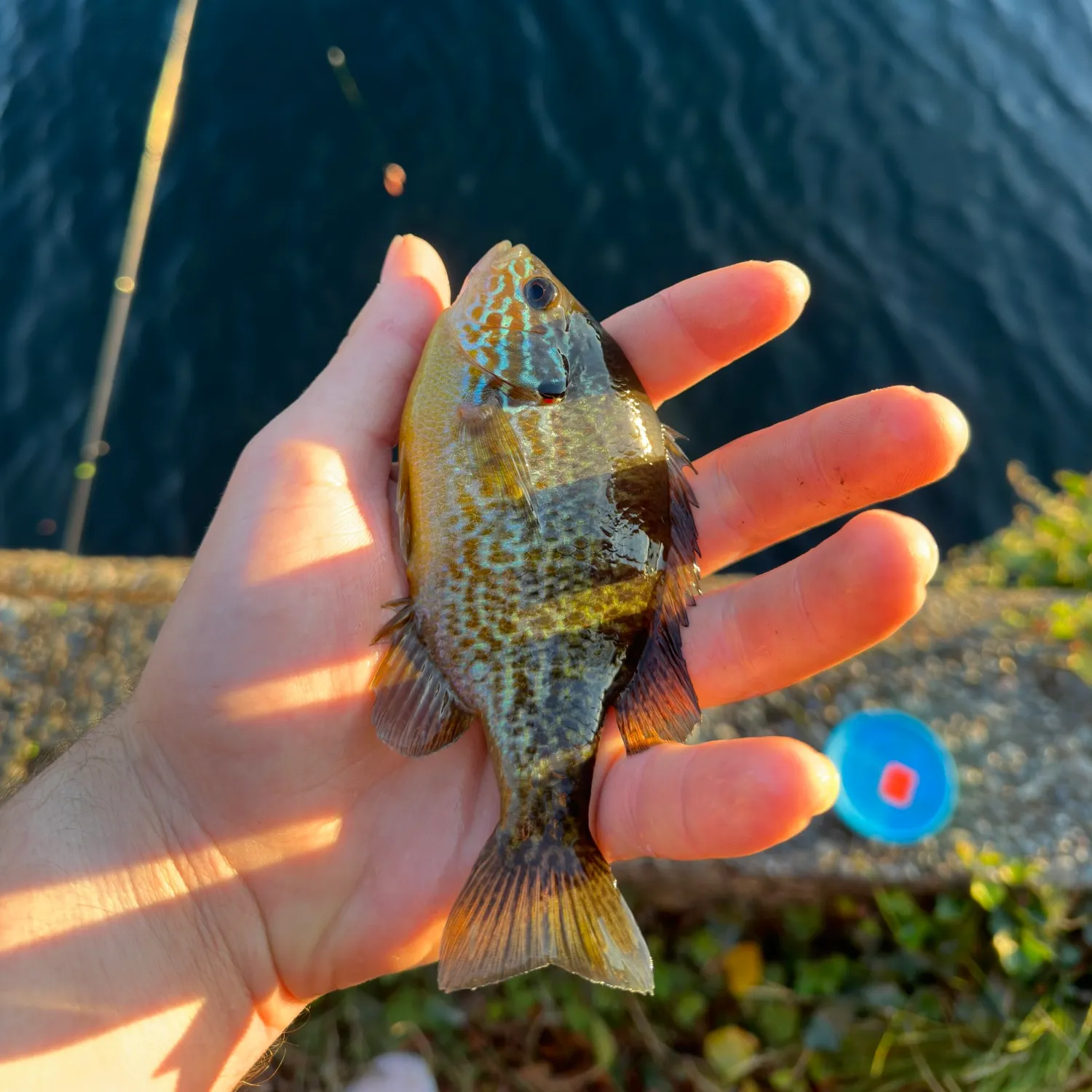 Pumpkinseed caught on Fishbrain