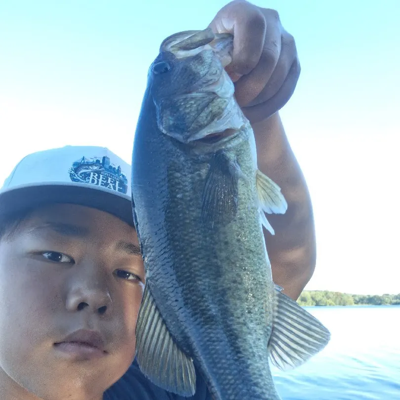 Largemouth bass caught on Fishbrain