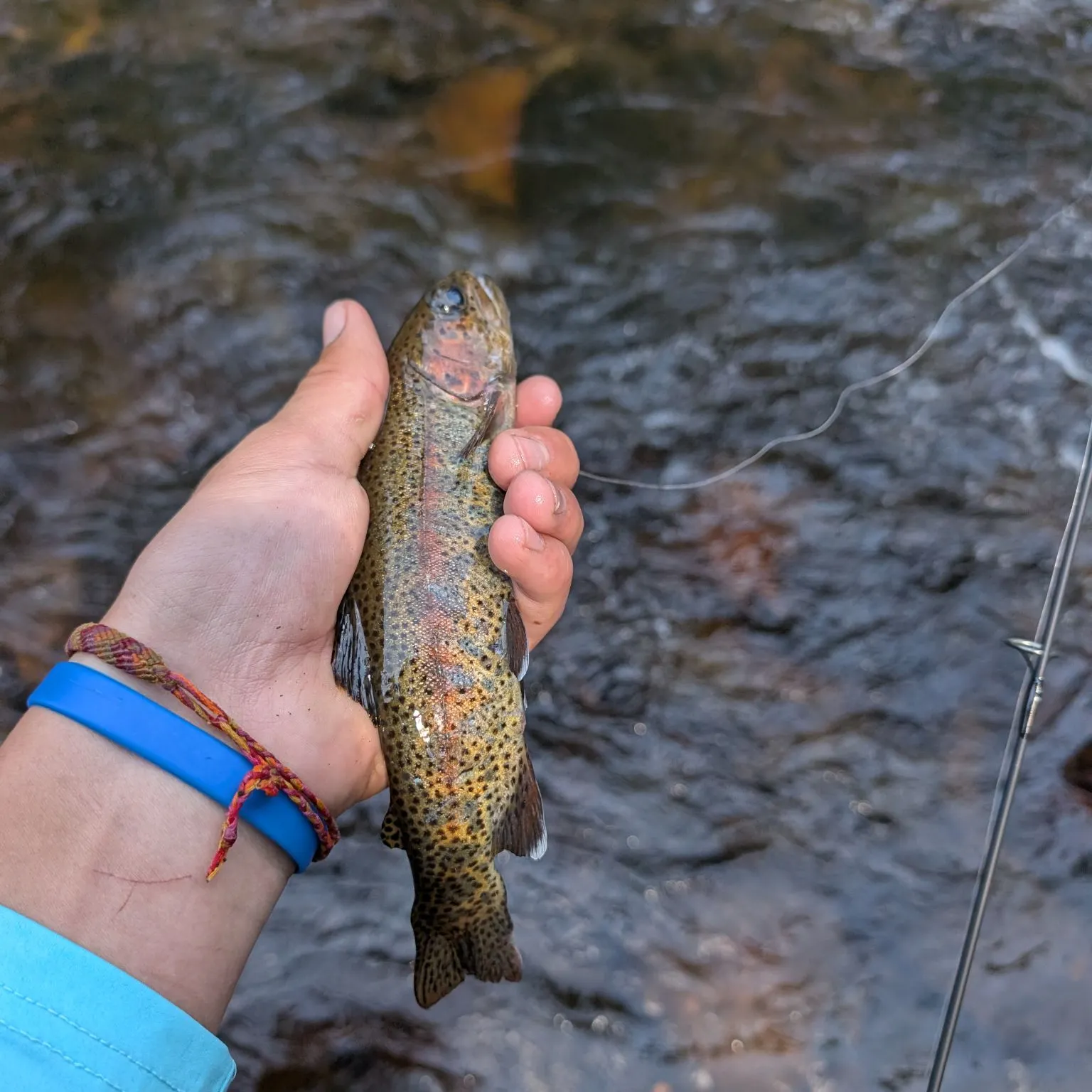 The most recent Rainbow trout catches on Fishbrain