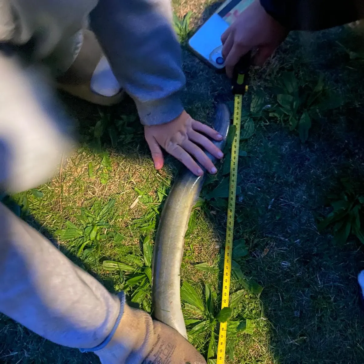 European eel caught on Fishbrain