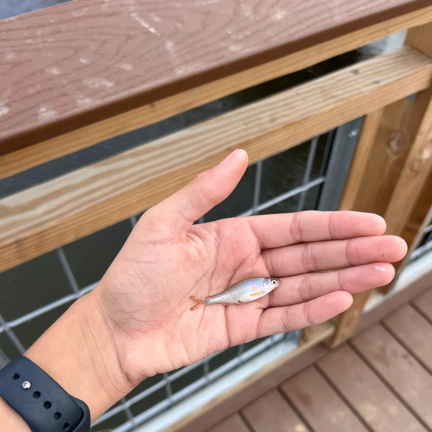 The most recent Red shiner catches on Fishbrain