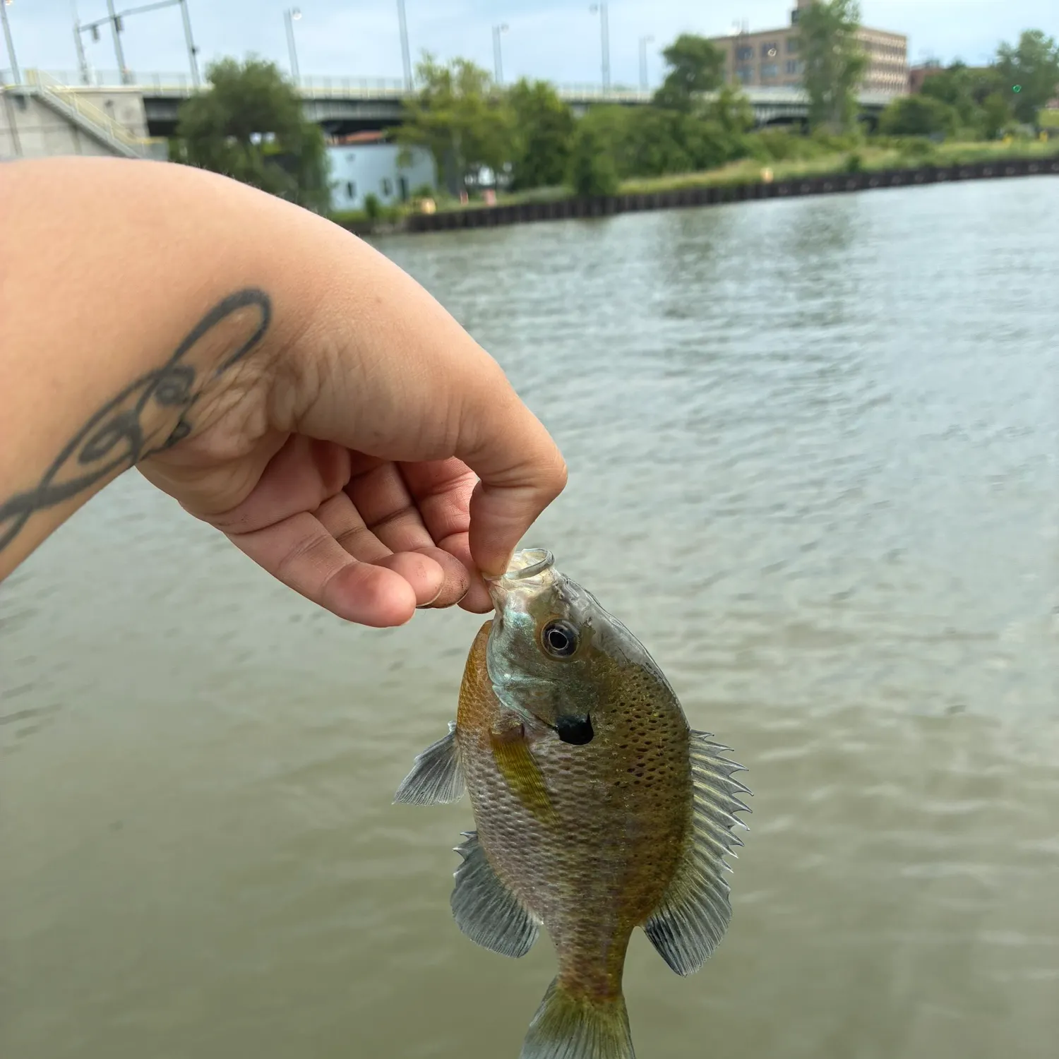 catch