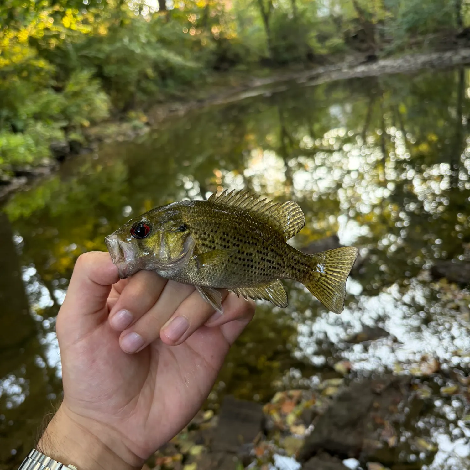 Rock bass caught on Fishbrain