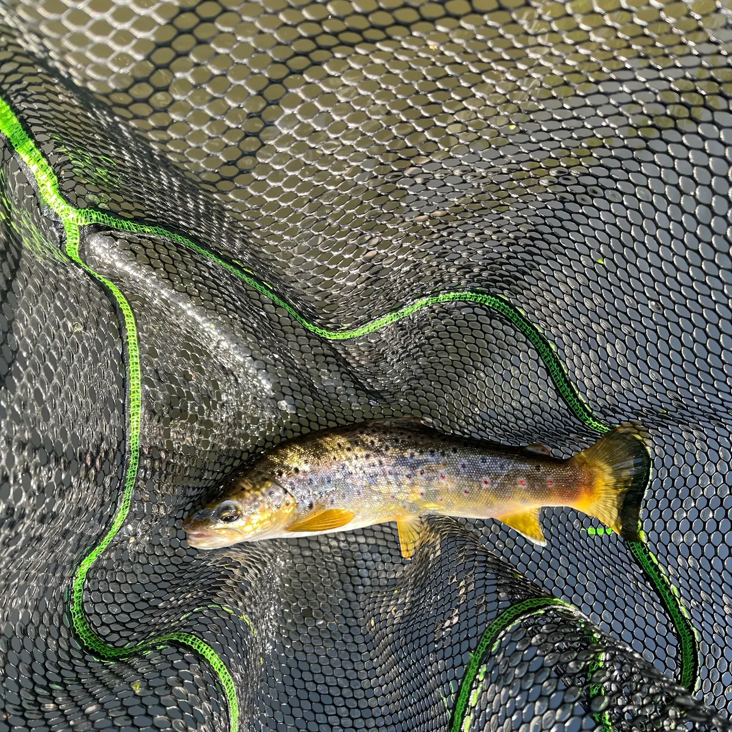 Brown trout caught on Fishbrain