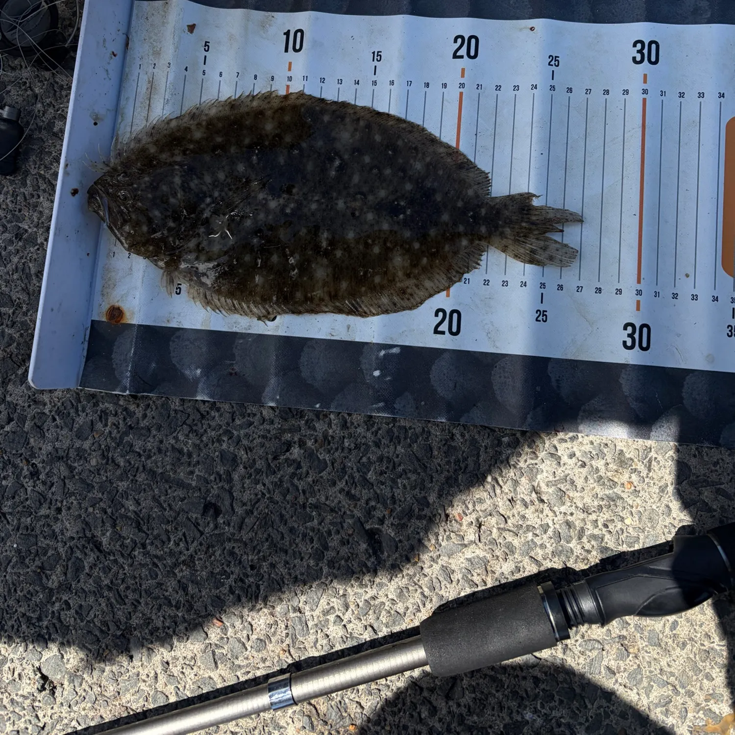 The most recent Largetooth flounder catches on Fishbrain