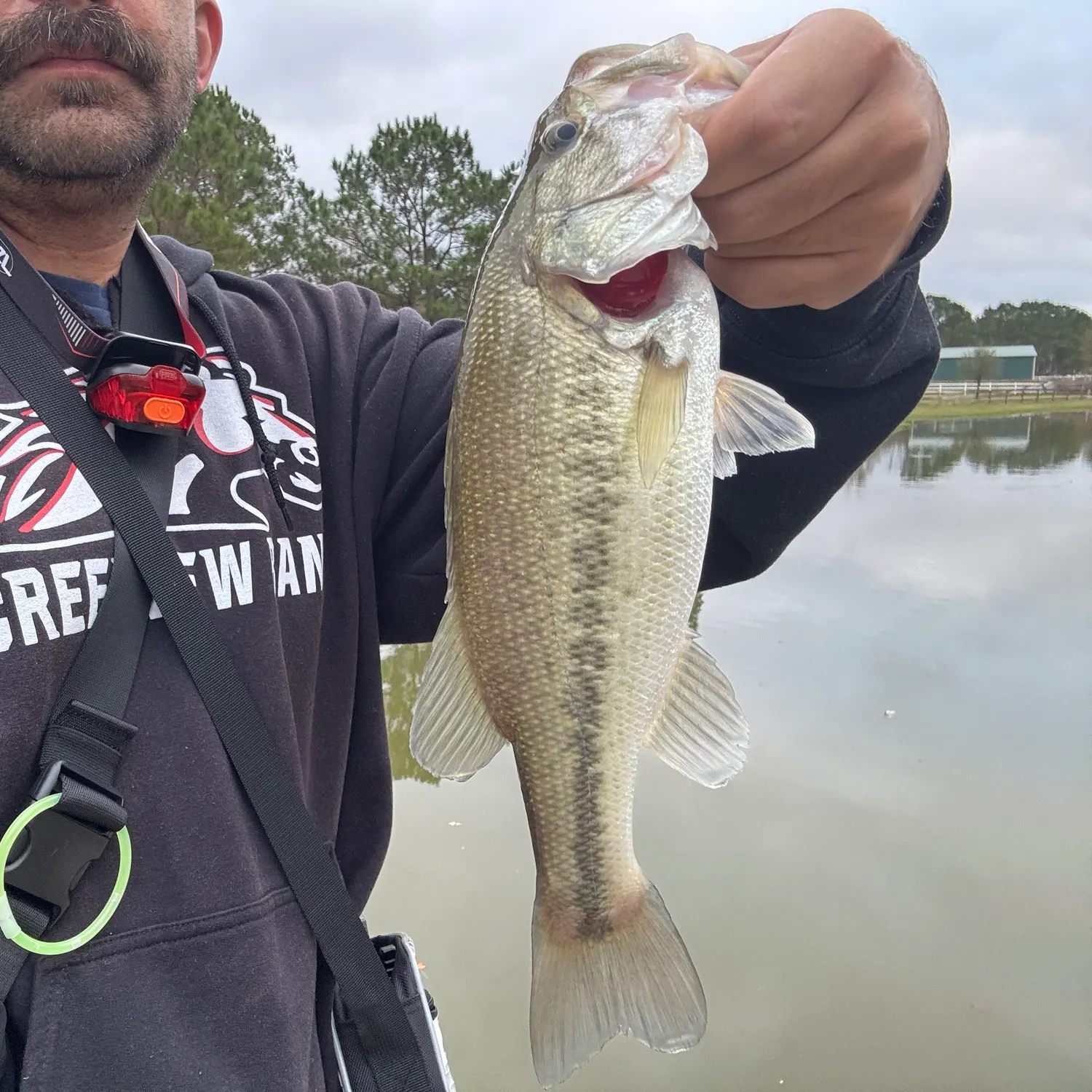The most recent Largemouth bass catches on Fishbrain