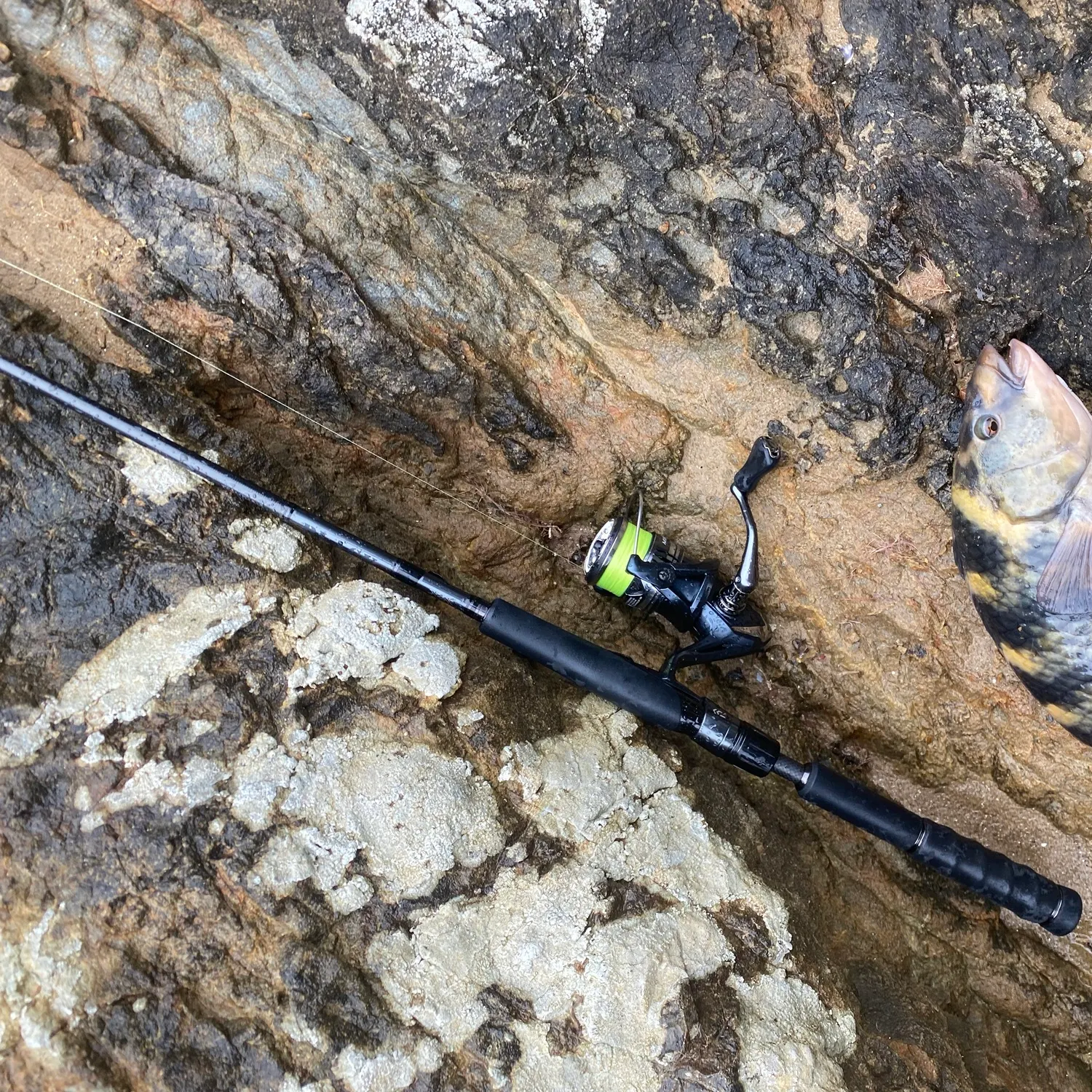 The most recent Banded wrasse catches on Fishbrain