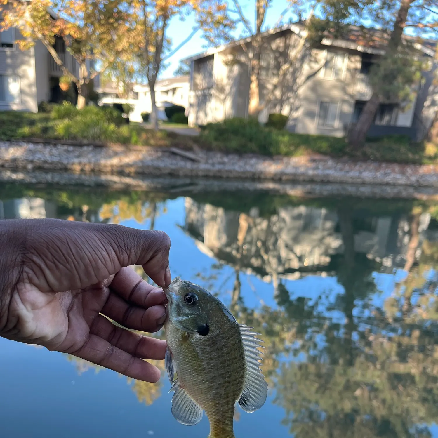Bluegill caught on Fishbrain