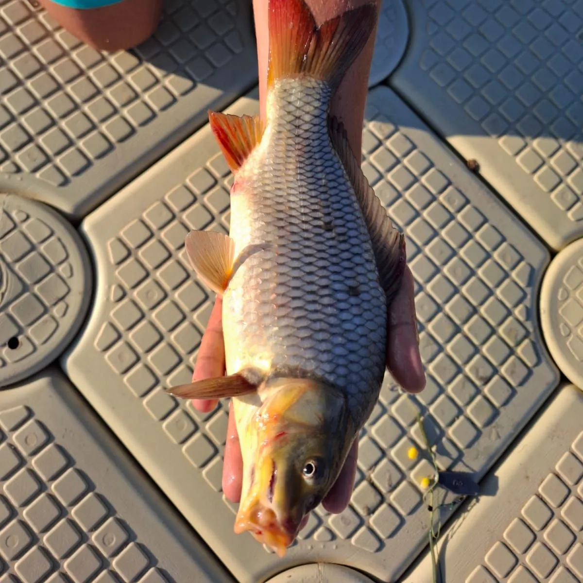 Common carp caught on Fishbrain