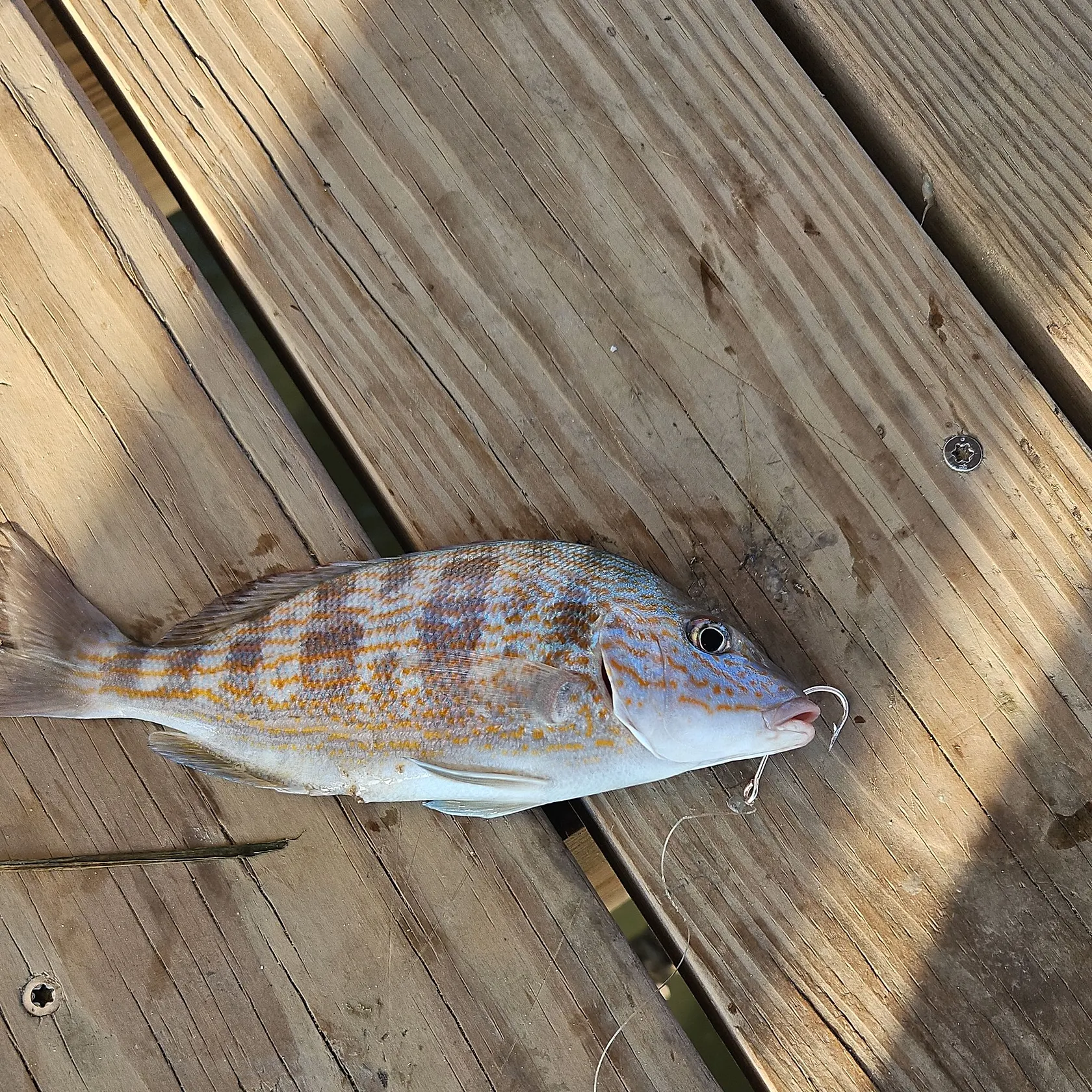 Pinfish caught on Fishbrain