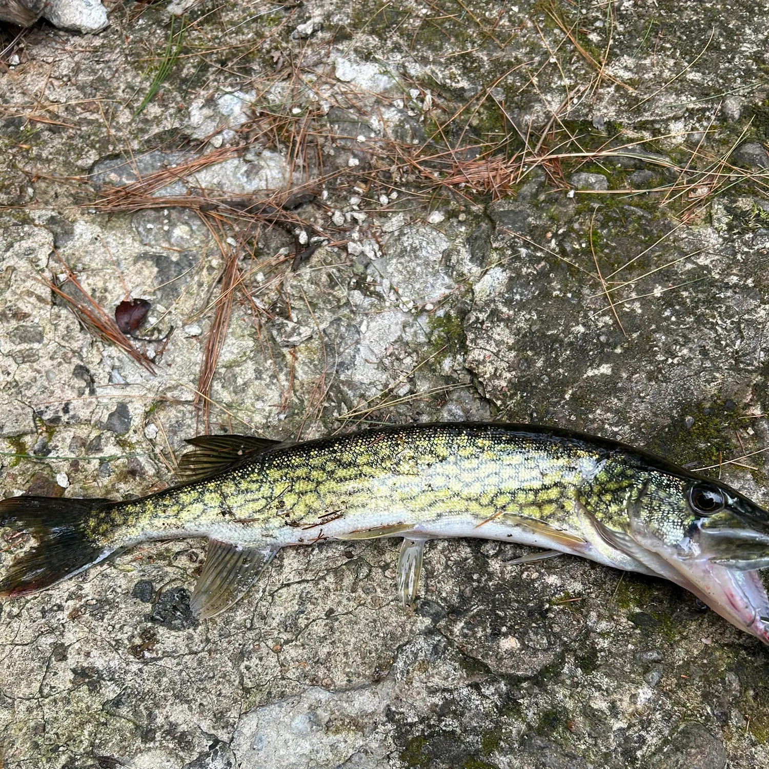 Chain pickerel caught on Fishbrain