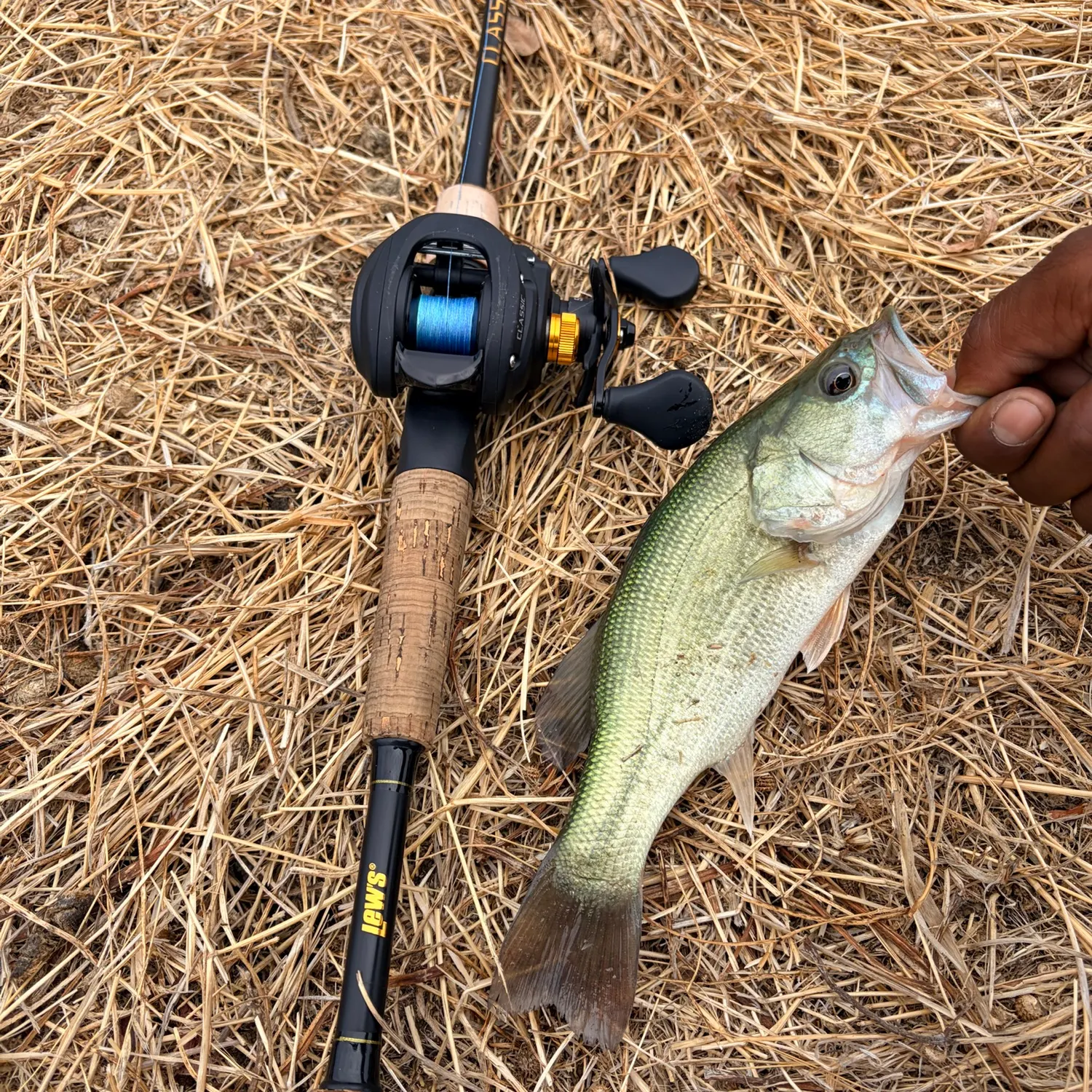 Spotted bass caught on Fishbrain