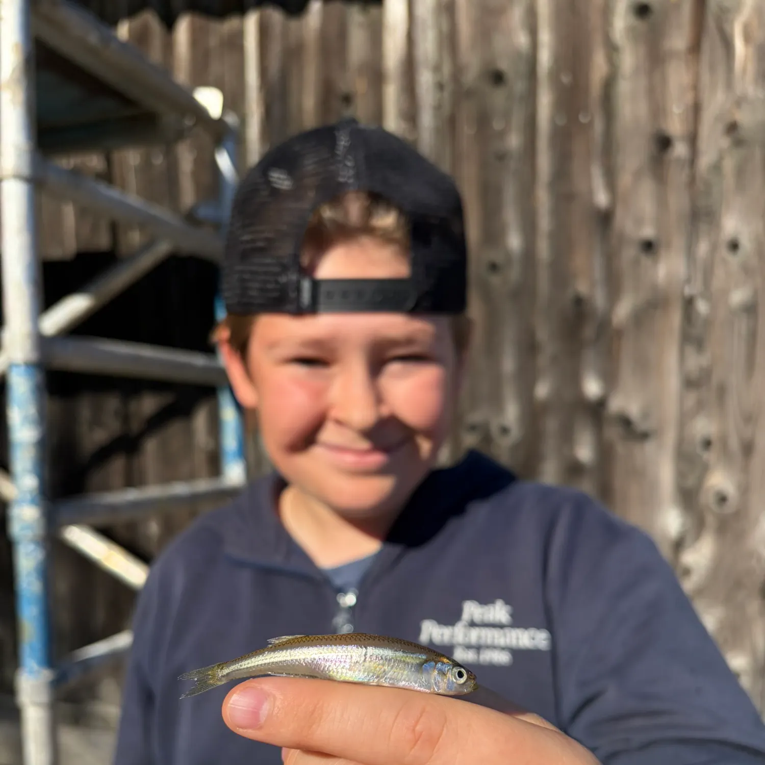 The most recent Big-scale sand smelt catches on Fishbrain