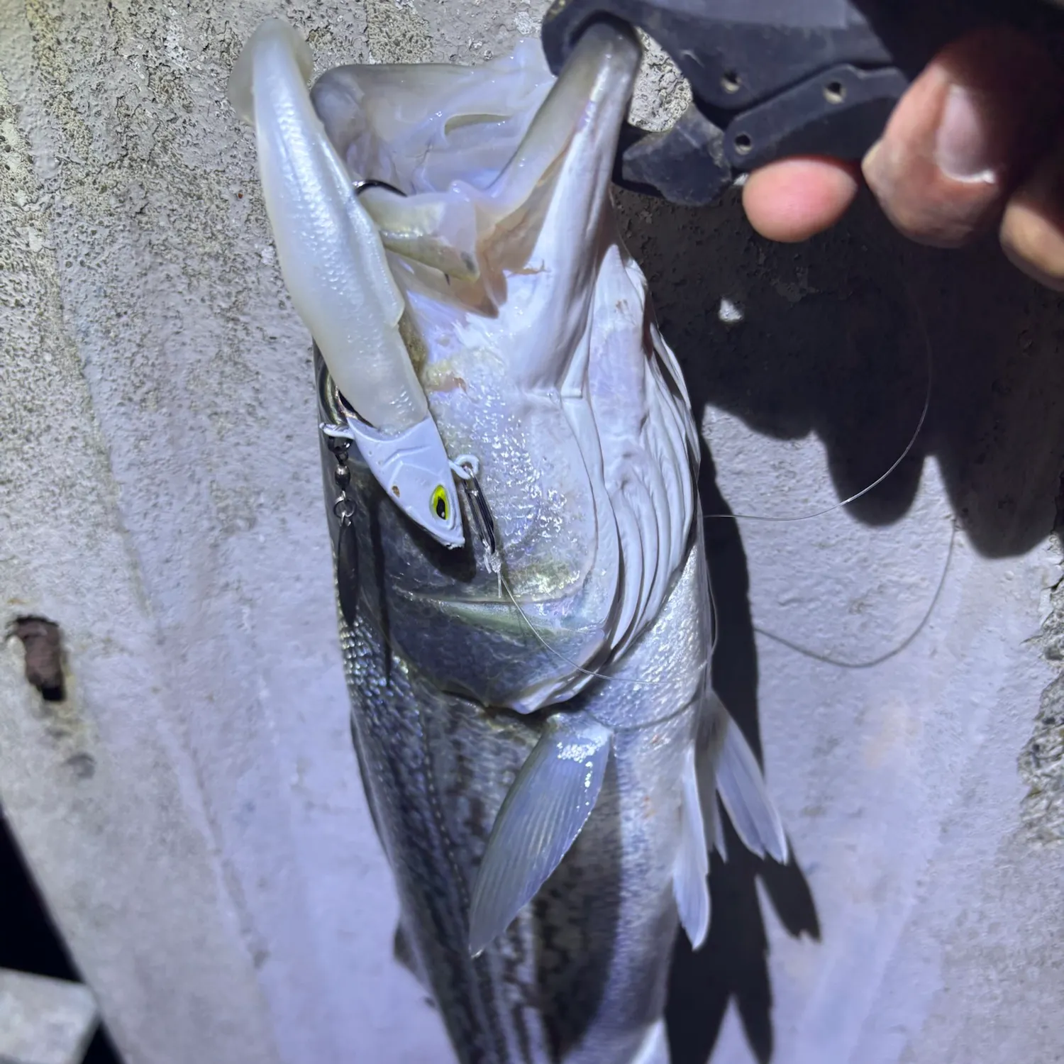 Striped bass caught on Fishbrain