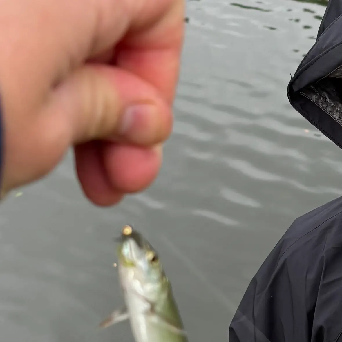 The most recent European smelt catches on Fishbrain