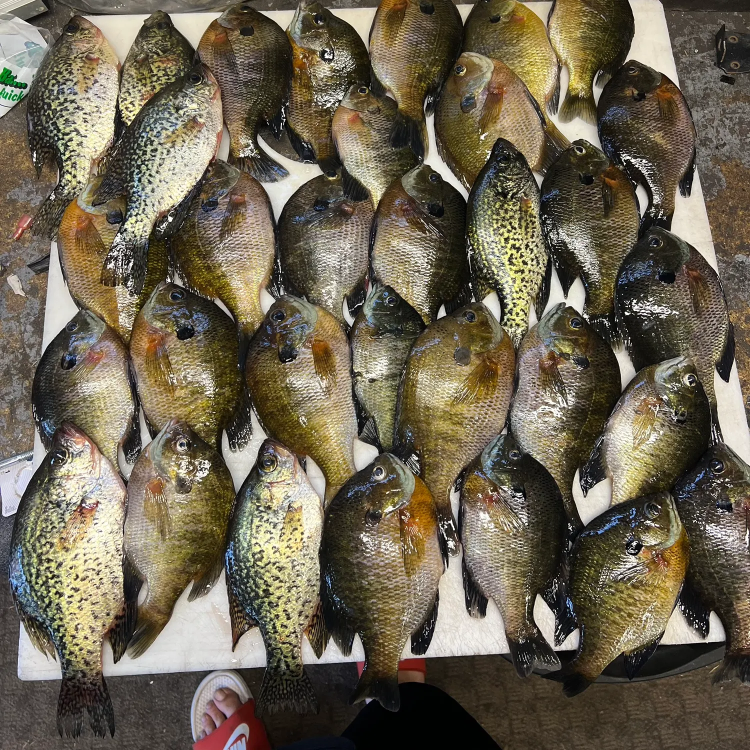 recently logged catches