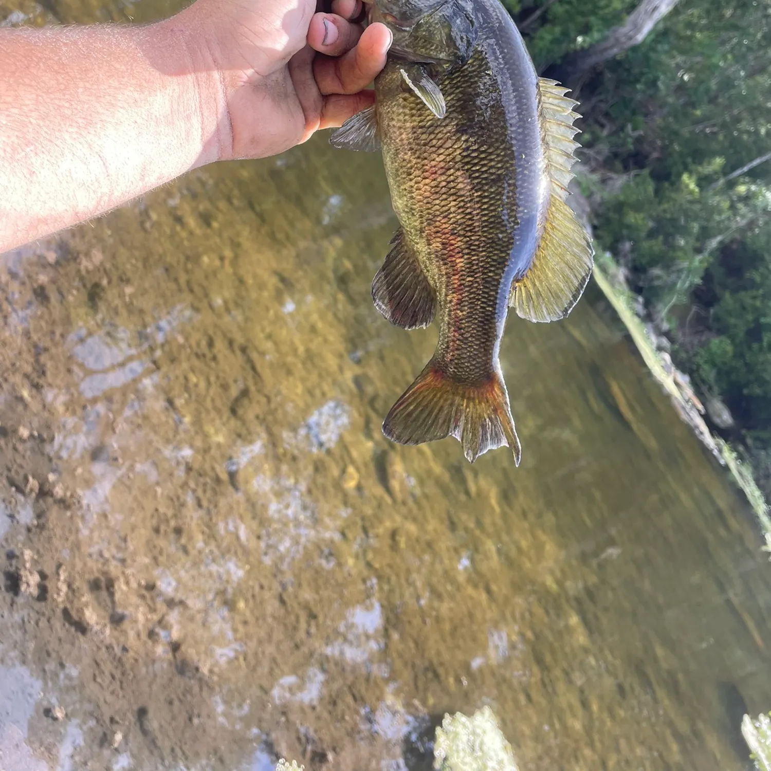 The most recent Suwannee bass catches on Fishbrain