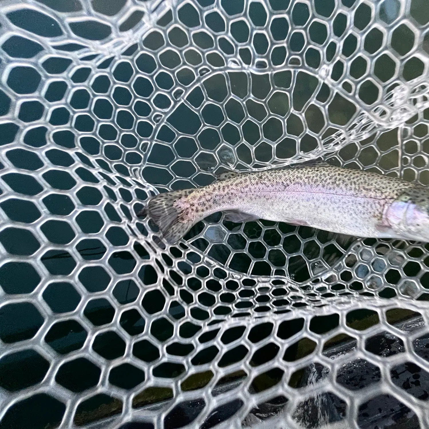 Rainbow trout caught on Fishbrain