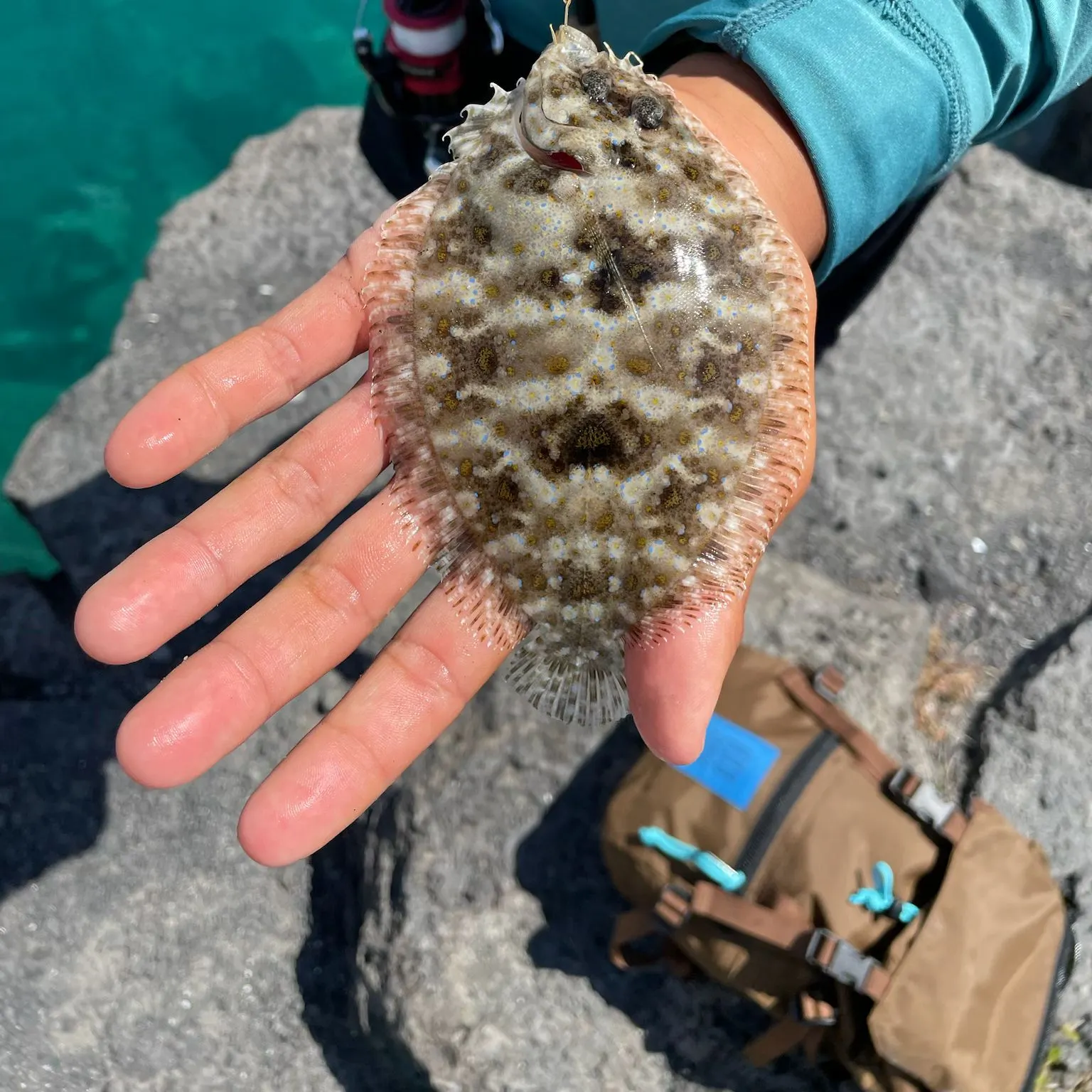 The most recent California yellowtail amberjack catches on Fishbrain