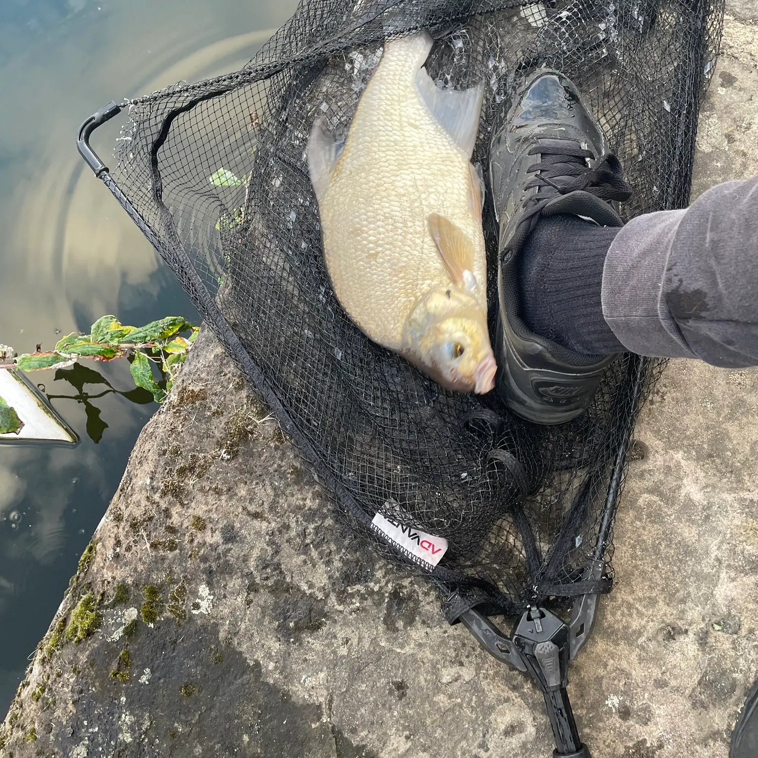 Common bream caught on Fishbrain