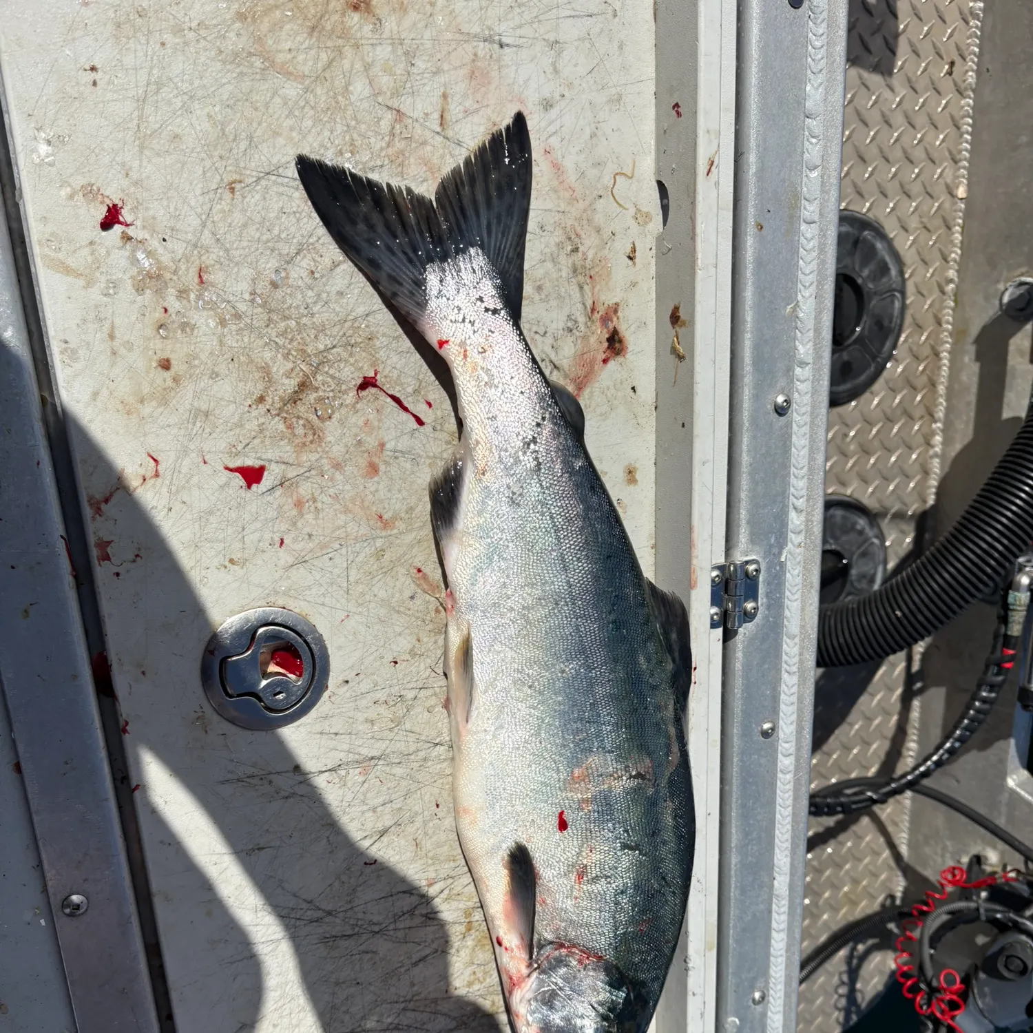 The most recent Pink salmon catches on Fishbrain