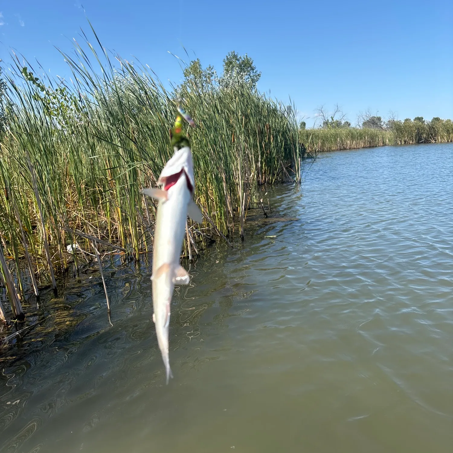 Rainbow trout caught on Fishbrain