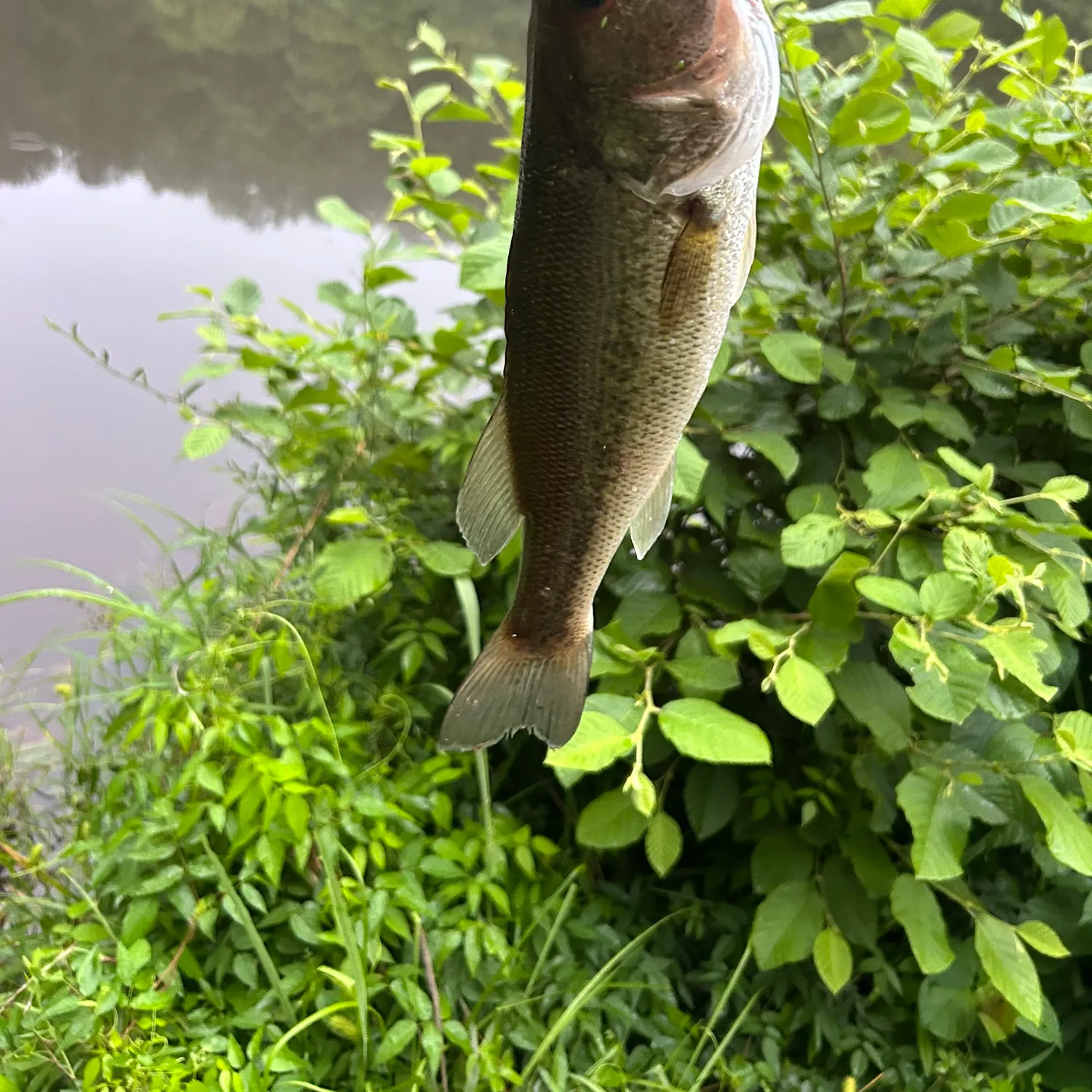 The most recent Alabama bass catches on Fishbrain