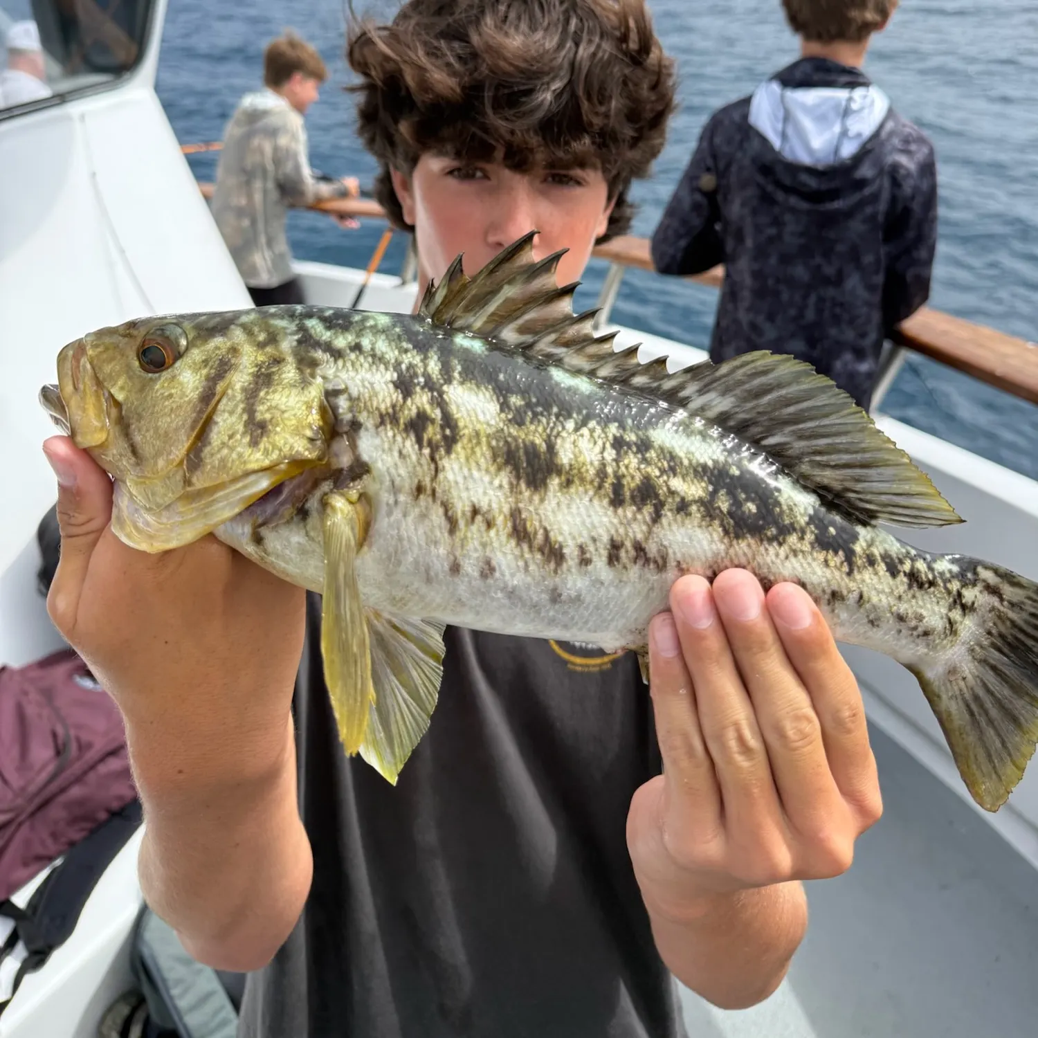 The most recent Kelp bass catches on Fishbrain