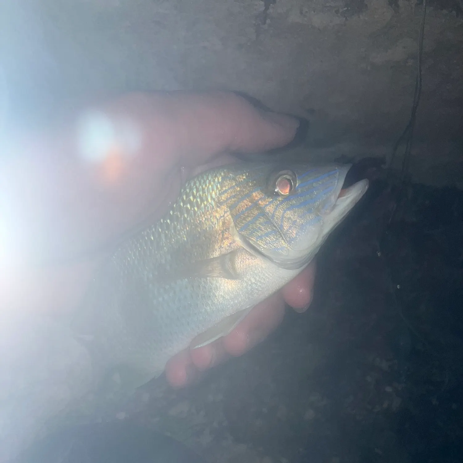 The most recent White grunt catches on Fishbrain