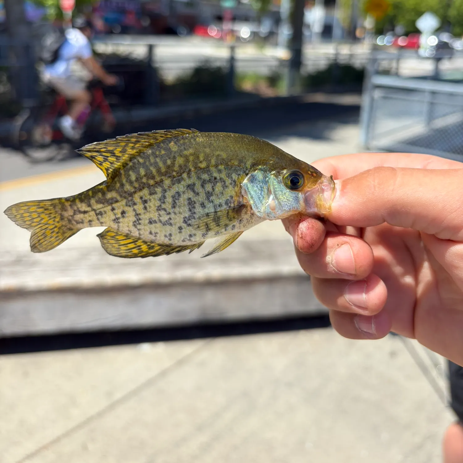 catch