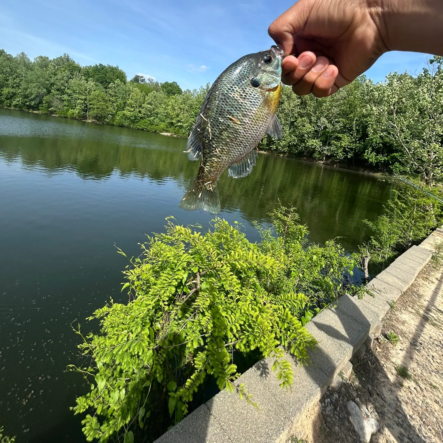 Bluegill caught on Fishbrain