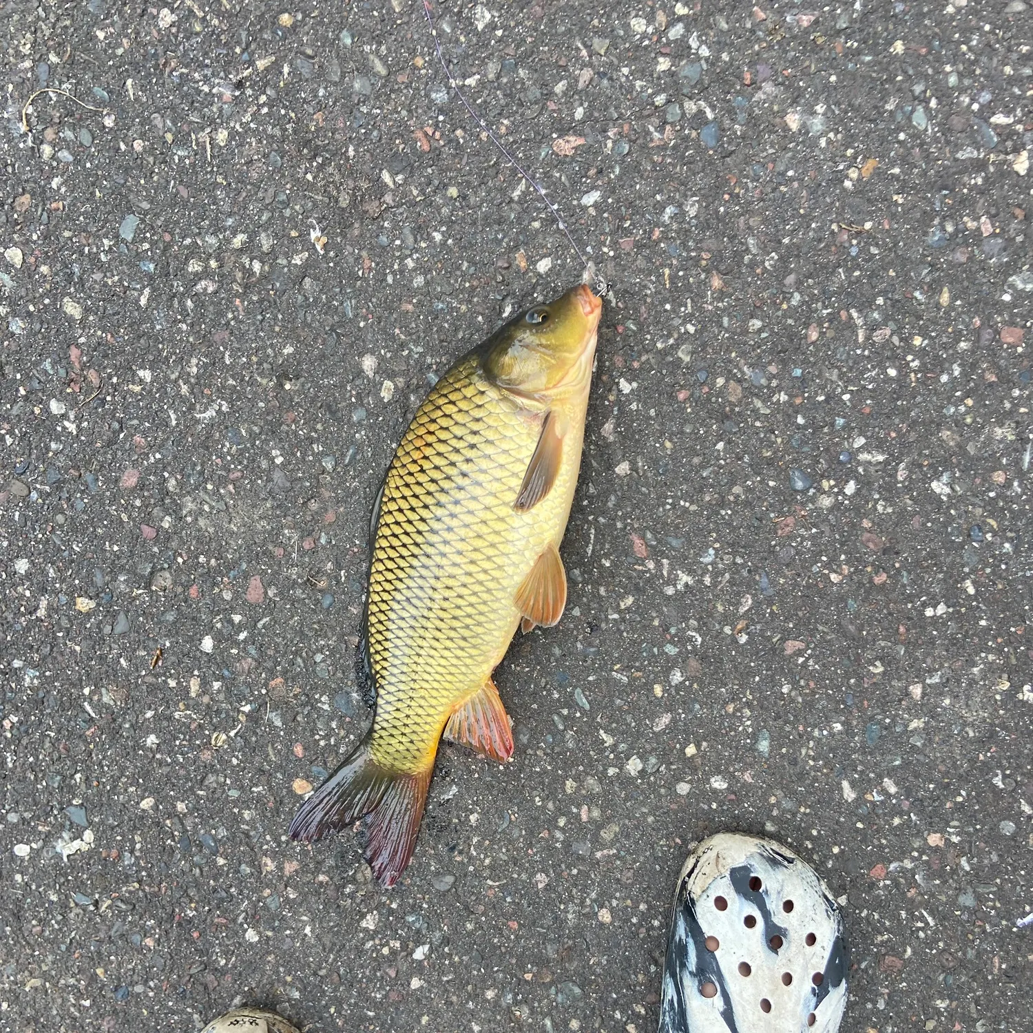 The most recent Common carp catches on Fishbrain