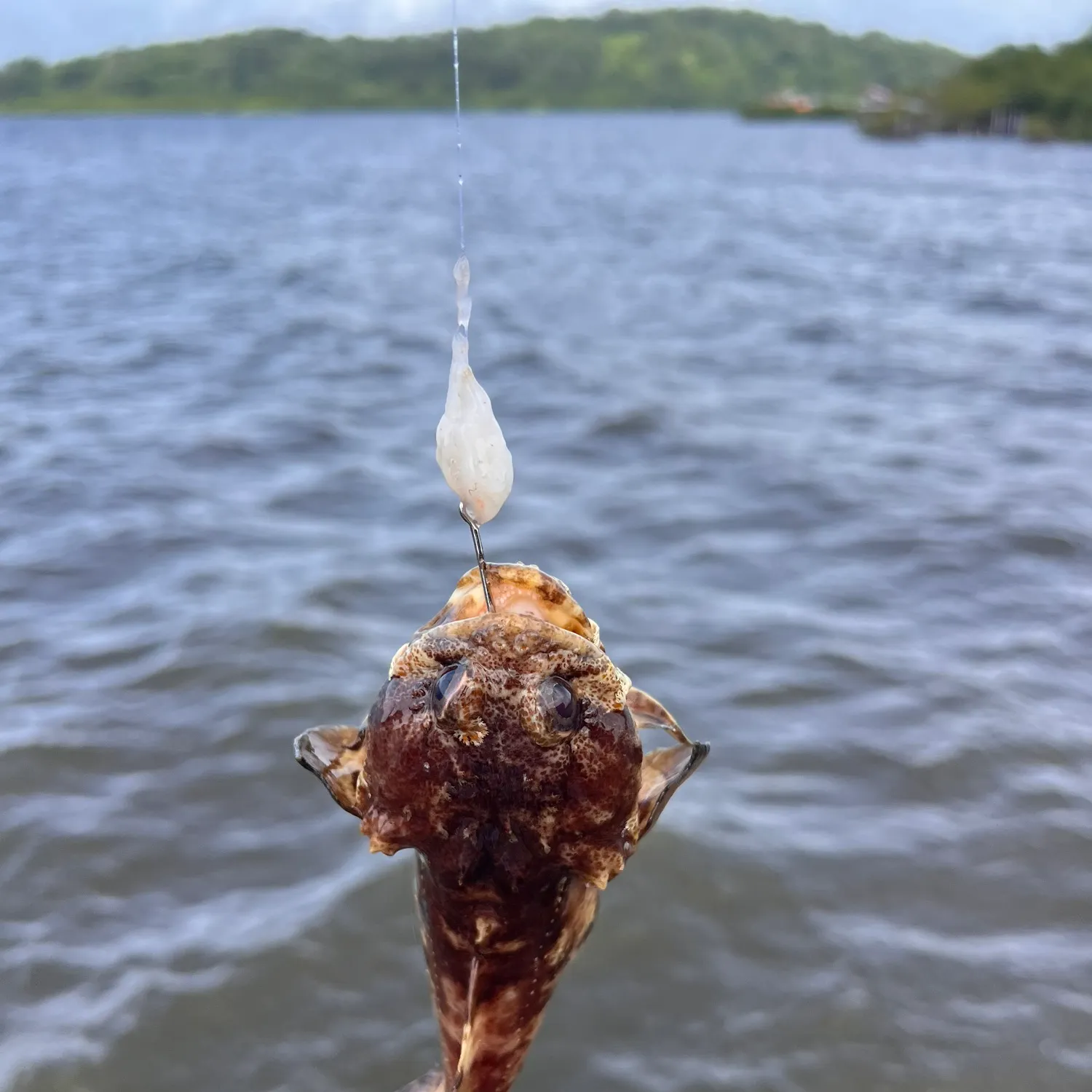 Oyster toadfish caught on Fishbrain