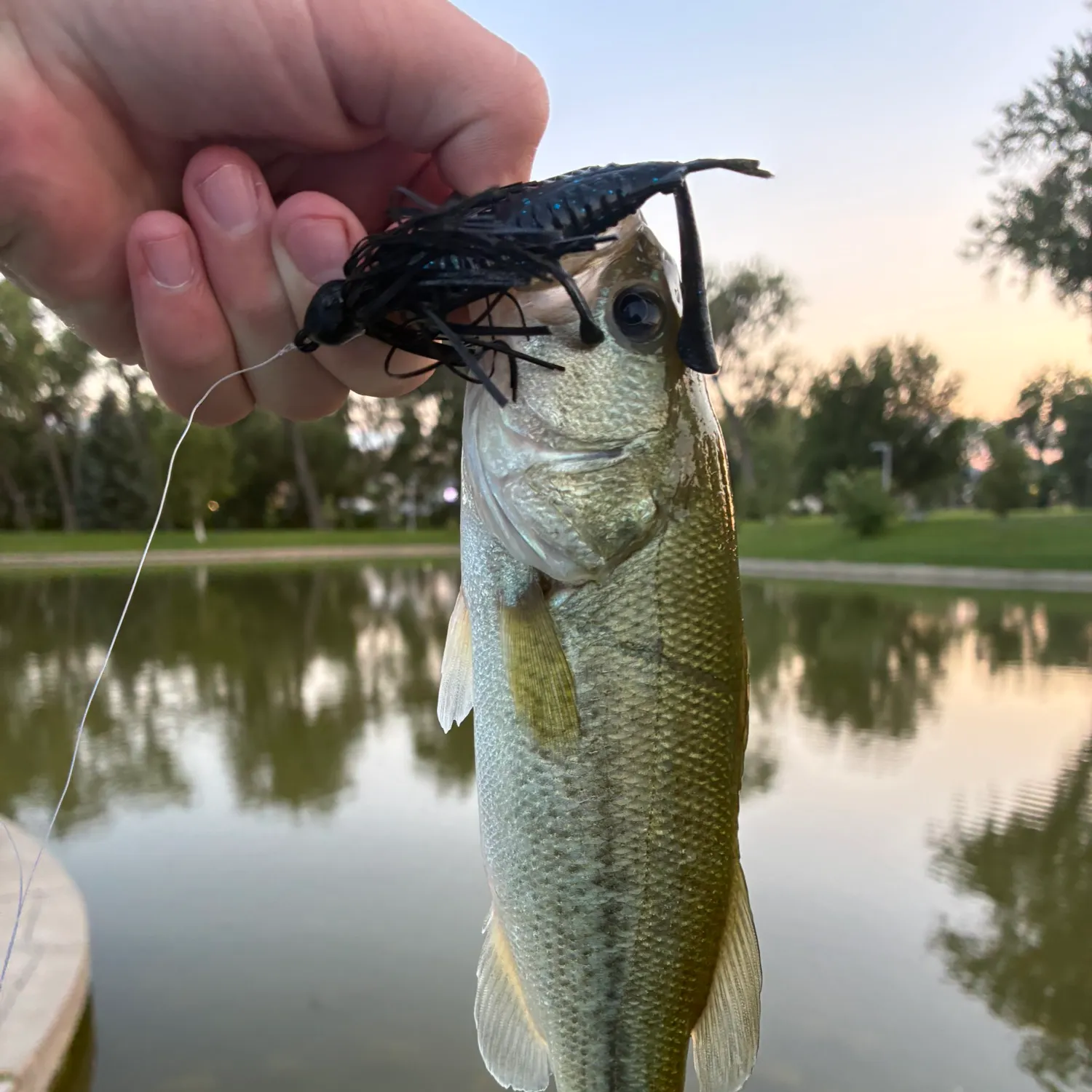 Largemouth bass caught on Fishbrain