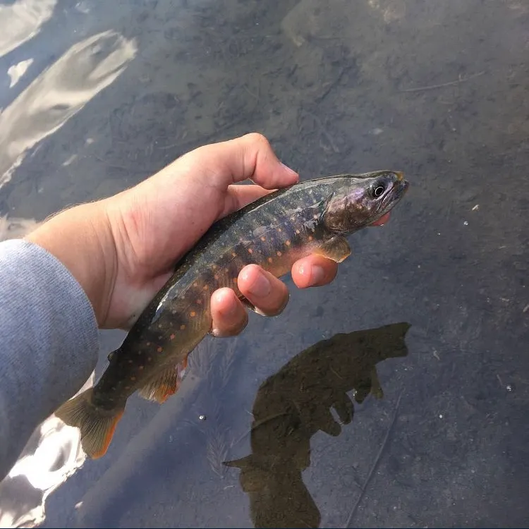 The most recent Dolly varden catches on Fishbrain