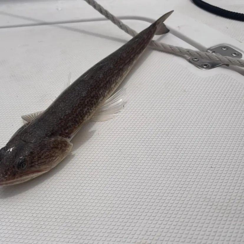 The most recent Inshore lizardfish catches on Fishbrain