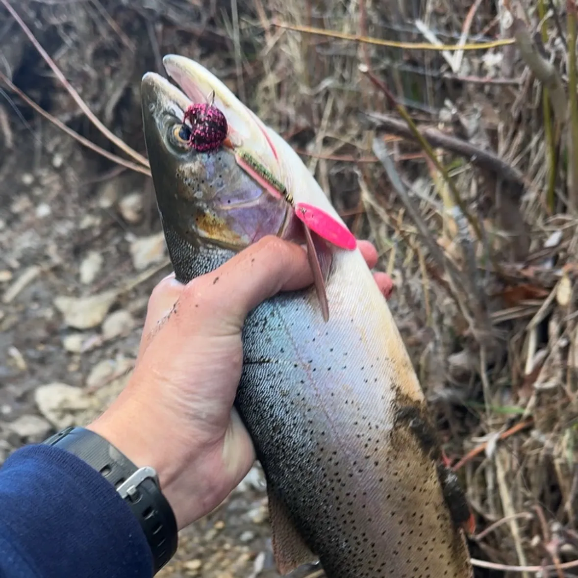The most recent Cutthroat trout catches on Fishbrain