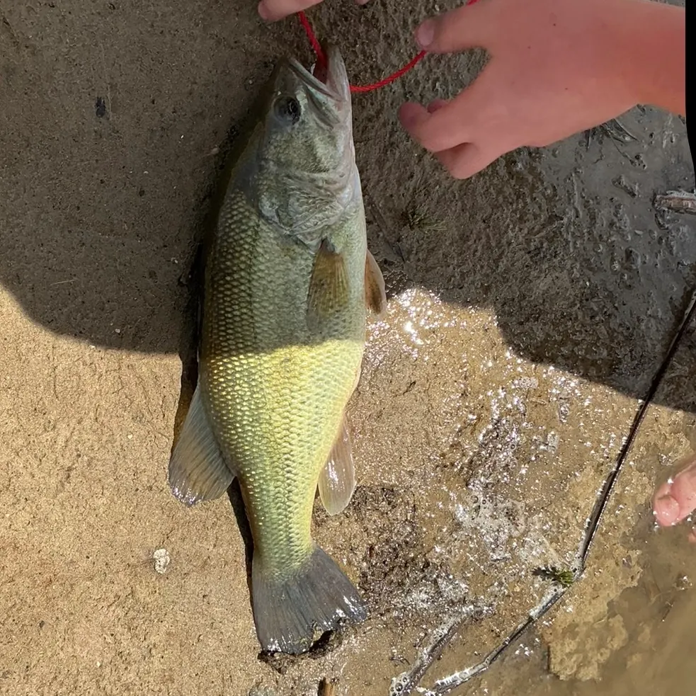 Fish caught on Fishbrain