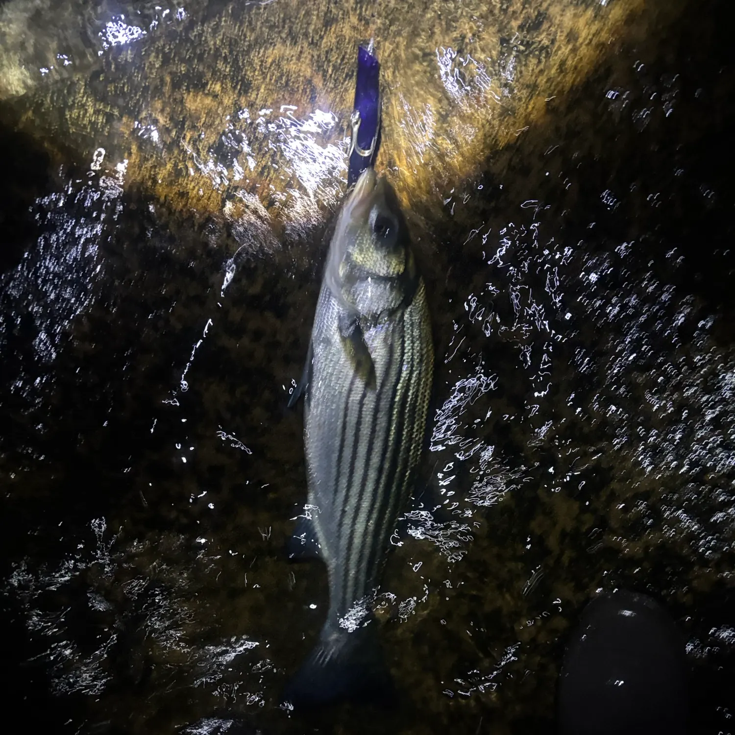 Striped bass caught on Fishbrain