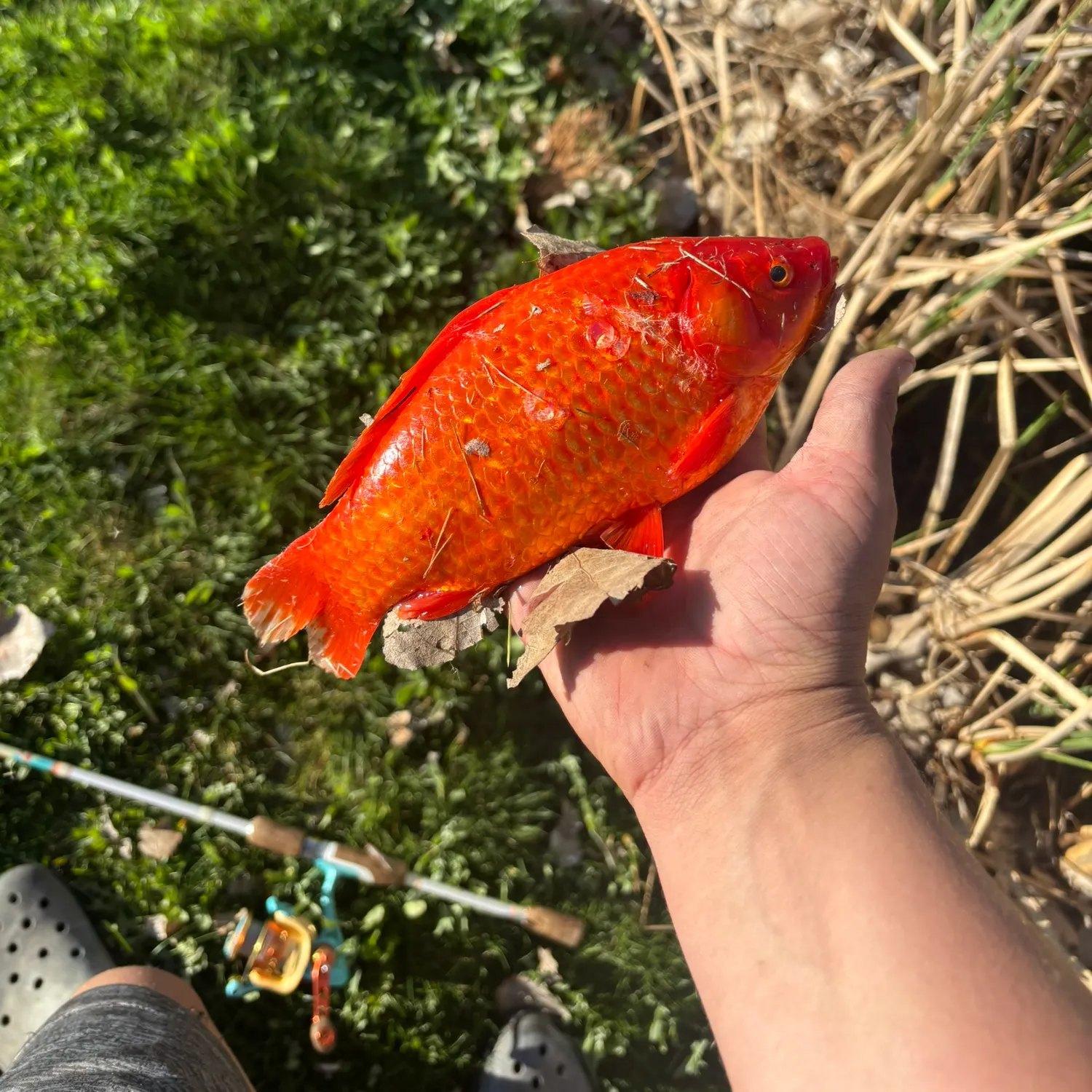 The most recent Goldfish catches on Fishbrain