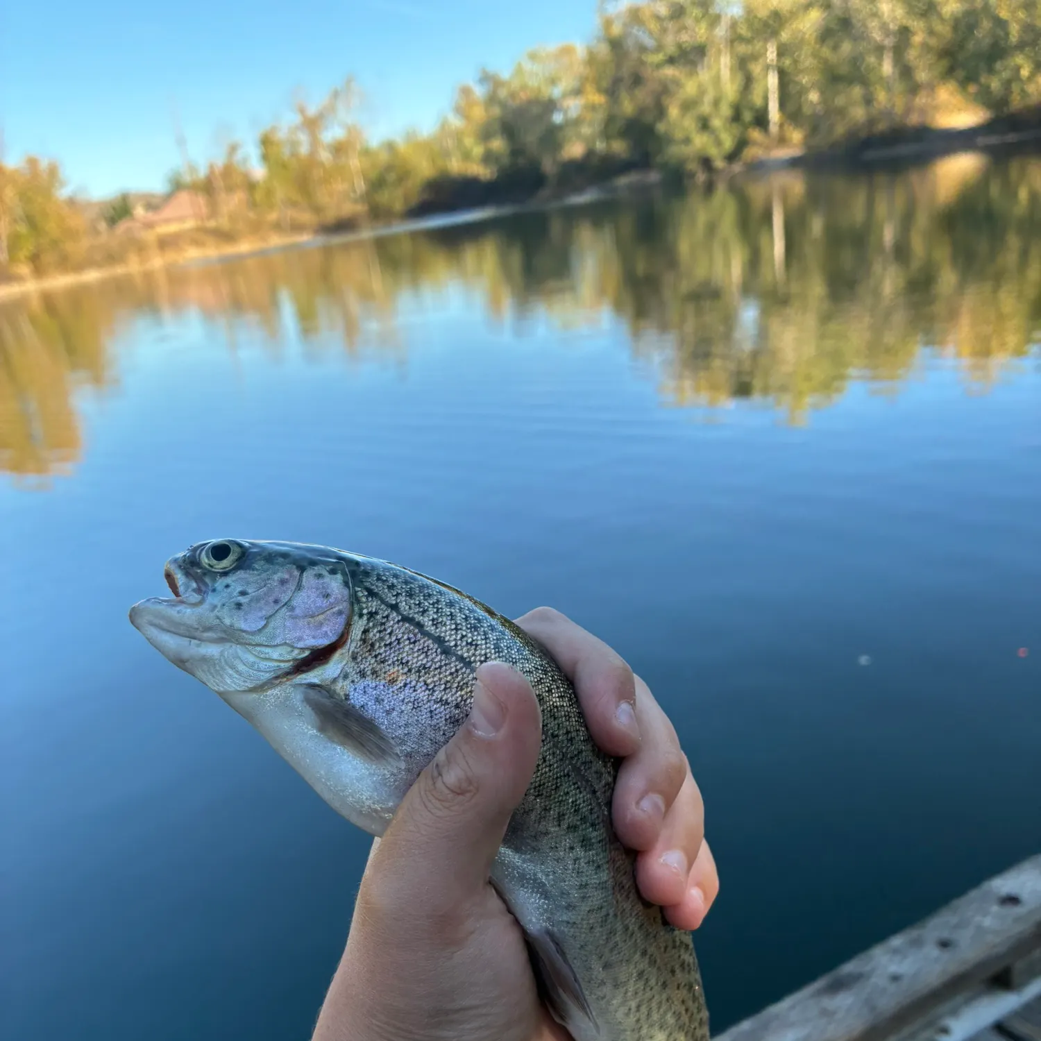 Rainbow trout caught on Fishbrain