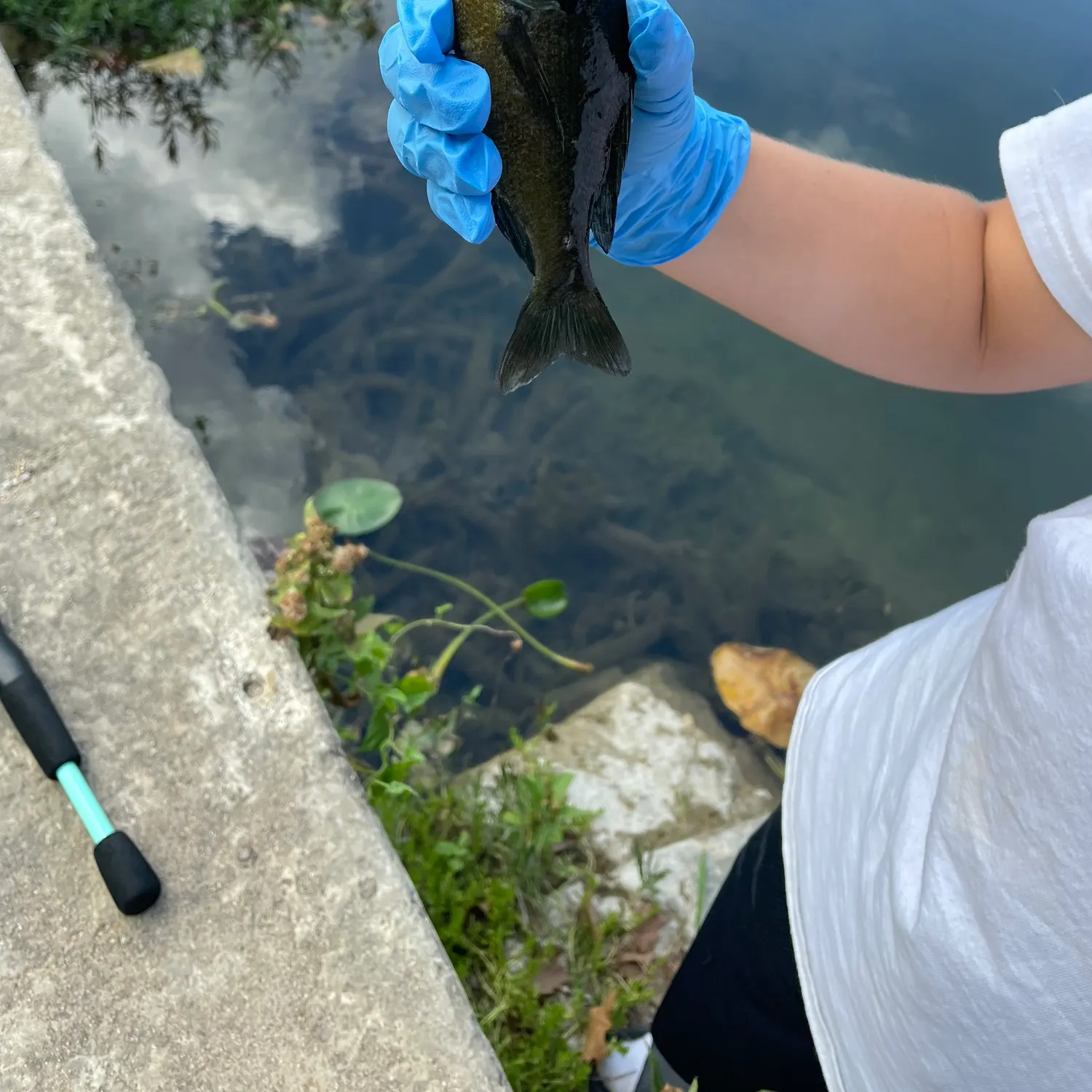 Bluegill caught on Fishbrain