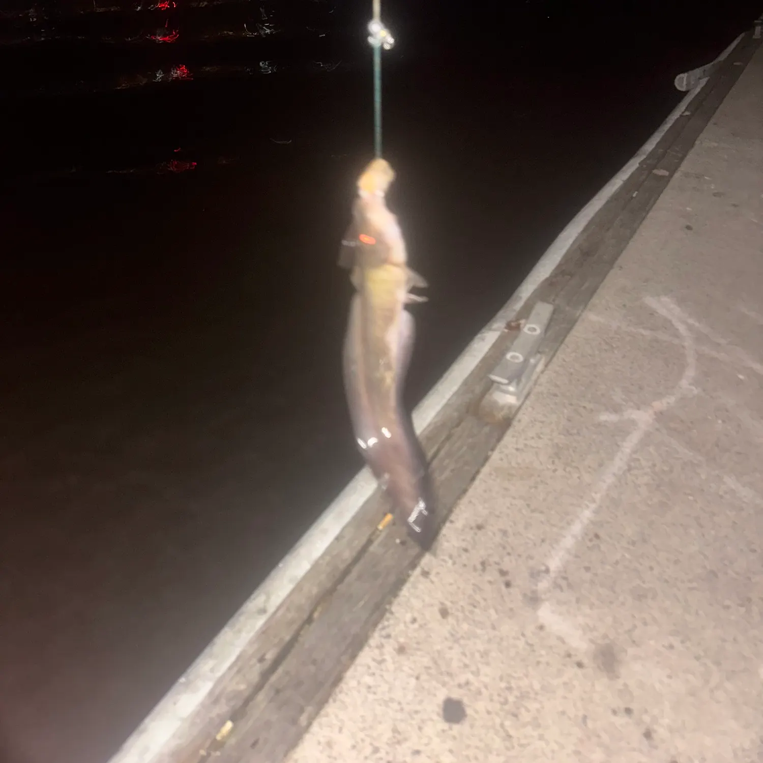 The most recent Dewfish catches on Fishbrain