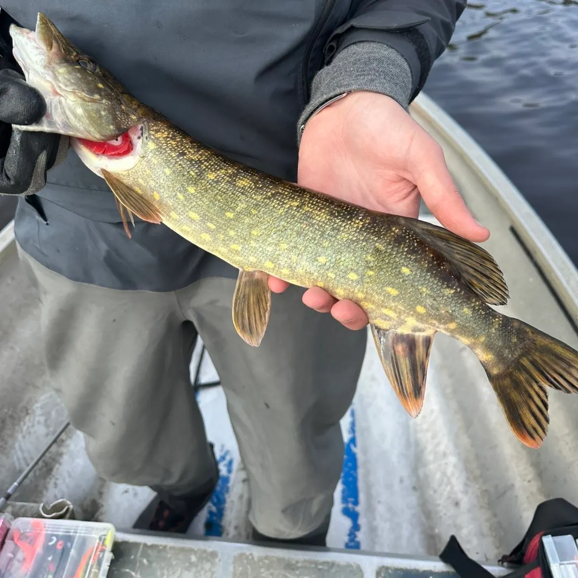 Northern pike caught on Fishbrain