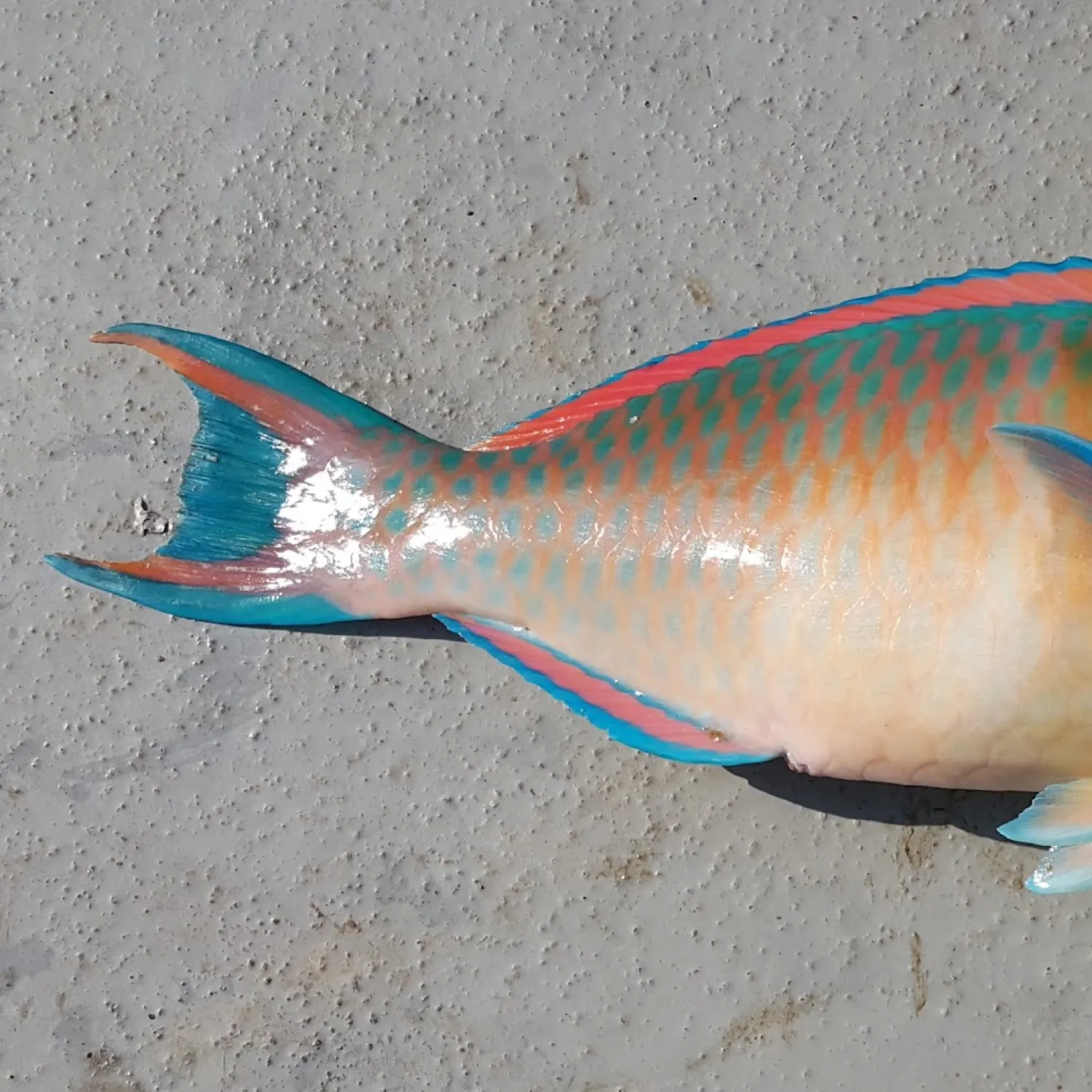 The most recent Ember parrotfish catches on Fishbrain