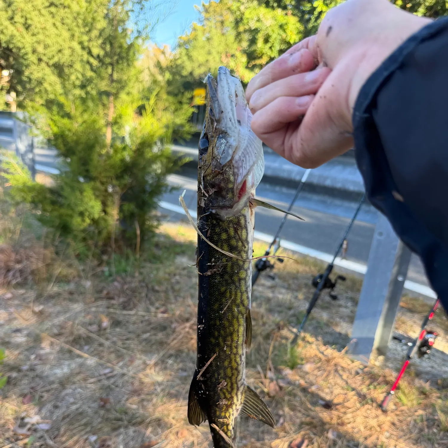 The most recent Chain pickerel catches on Fishbrain