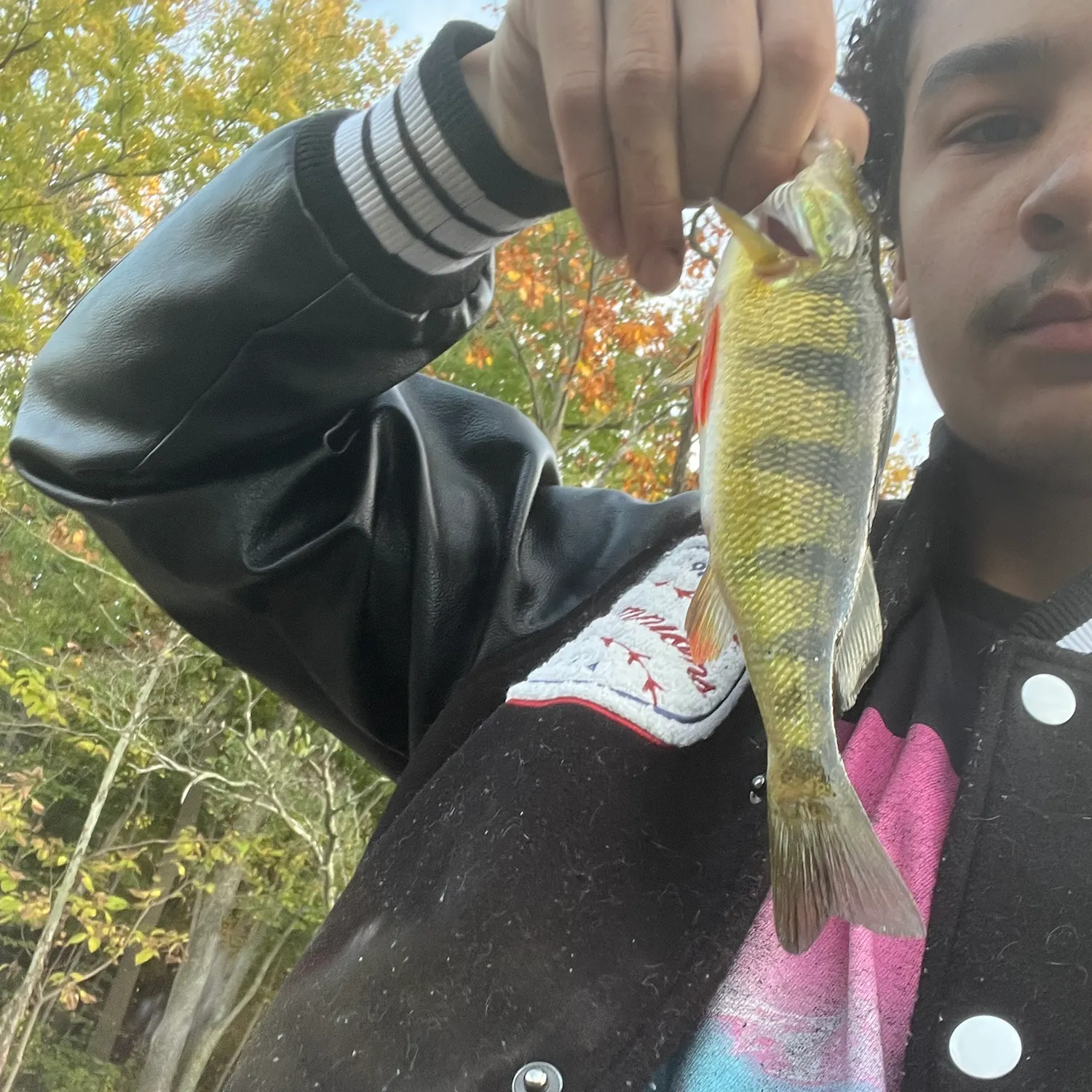 Yellow perch caught on Fishbrain