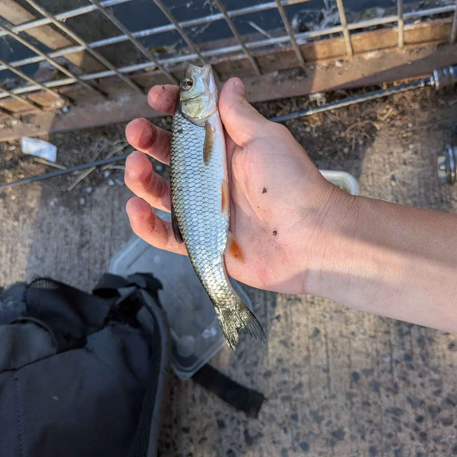 The most recent European chub catches on Fishbrain