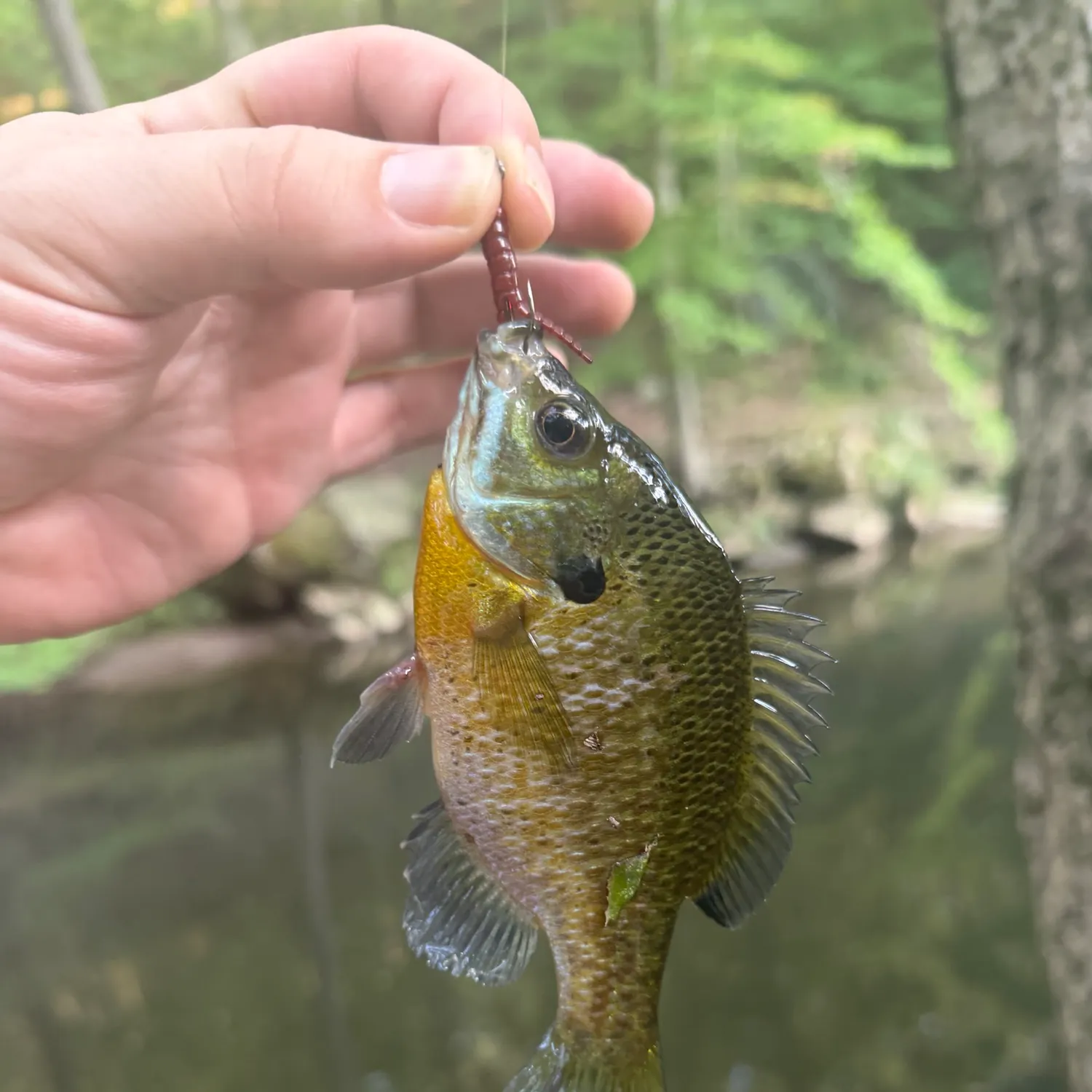 Bluegill caught on Fishbrain